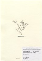 藏品(傘房龍鬚菜)的圖片